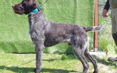 Darko de los Tallares D.E.P