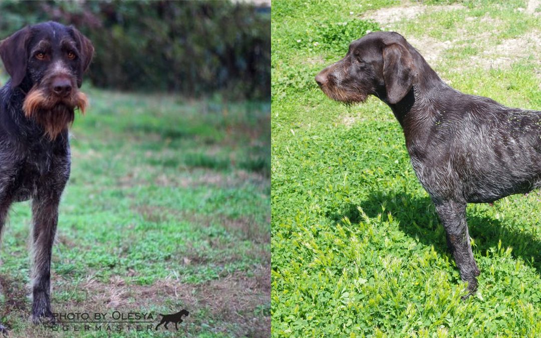 Próxima camada: Karlo II v.d. Dachswiese x Daisy de Ebea