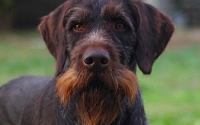 Karlo II v. d. Dachswiese