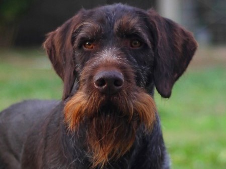 Karlo II v. d. Dachswiese