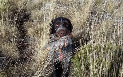 Imágenes de mis dd con caza