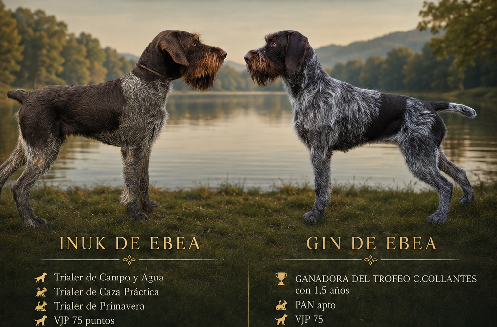 Camada P. Gin de Ebea x Inuk de Ebea. (12-3-2026)